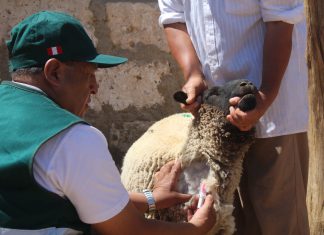 Arequipa: Senasa realiza monitoreo para descartar enfermedad que afecta a ganado ovino