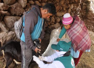 Senasa realiza monitoreo serológico para descartar Brucelosis caprina en Junín