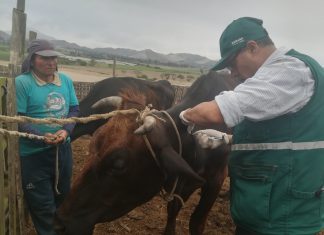 Senasa realiza pruebas para descartar Tuberculosis bovina en establos lecheros del sector El Hatillo
