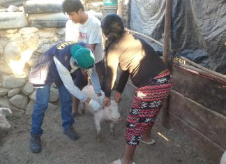 Senasa registra vacunación de más de 13 mil porcinos en Moquegua