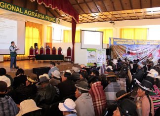 Senasa resalta valor que otorga producción orgánica al cultivo de quinua