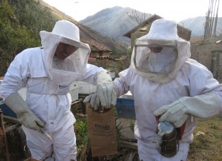 Senasa toma medidas para descartar Loque Europea en colmenas de Cusco