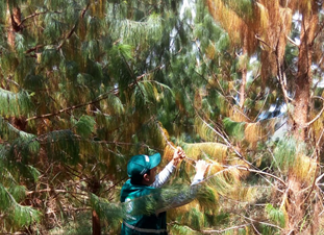 Amazonas: Vigilancia fitosanitaria en cultivos de pino para prevenir plagas forestales