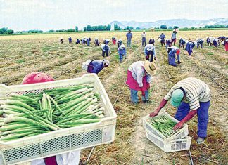 El PBI agropecuario crecerá 4% en el 2018