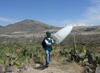 Intensifican vigilancia contra plaga de langostas en Ayacucho ante llegada de lluvias