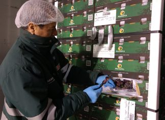 Productores de Ica exportan uva a 43 mercados internacionales