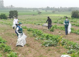 MINAGRI y agricultores colectan 1.7 toneladas de envases de plaguicidas en valle de Huaral