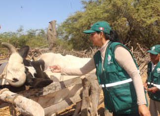 Vacunación contra Ántrax y Carbunco sintomático alcanzará al ganado de las tres provincias de Lambayeque