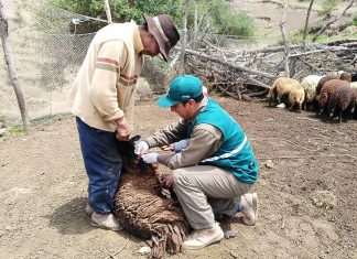 Senasa evalúa población de ovinos en Apurímac para descarte de enfermedades