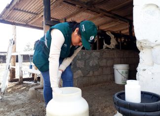Cajamarca: Senasa monitorea presencia de contaminantes en leche fresca de vacunos