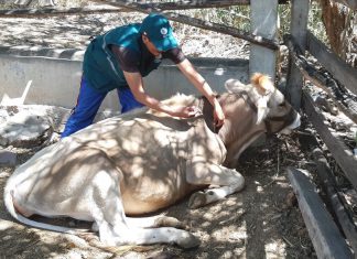 Senasa previene brotes de rabia con atención a 44,201 animales en Apurímac
