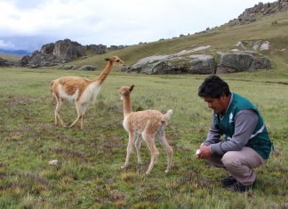 Senasa protege comunidad de vicuñas con evaluación sanitaria para descarte de enfermedades
