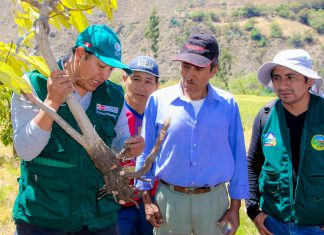 Senasa y productores de Áncash aplican estrategia para recuperar cultivos de palta Hass