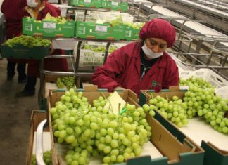 Agroexportaciones peruanas baten récord entre enero y agosto del 2018