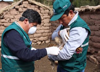 Puno: Suris habrían muerto por enfermedad respiratoria