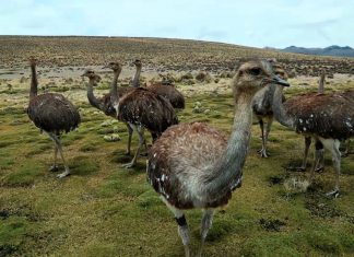 Puno: Suris habrían muerto por enfermedad respiratoria
