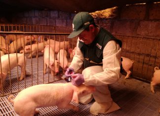 Campaña contra peste porcina en Arequipa registra vacunación de más de 261 mil animales