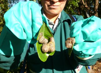 Ayacucho: Acciones de prevención y control del caracol defoliador