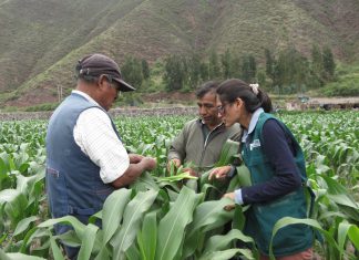 Cusco: Senasa evalúa cultivos de maíz para definir acciones de control de plagas