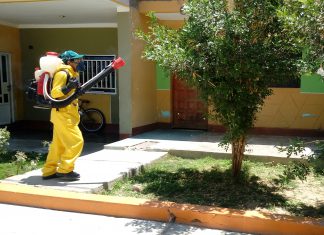 SENASA detecta y elimina en Sullana foco de insecto transmisor de enfermedad incurable de los cítricos