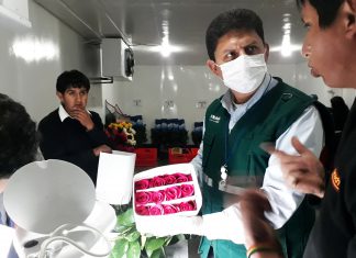 Productores de Cajamarca envían muestras de rosas a Holanda