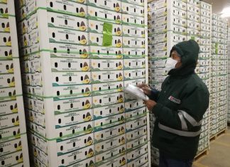 Arequipa emerge como región productora de palta para exportación
