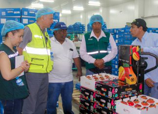 Casma se alista para iniciar exportaciones de mango a Chile