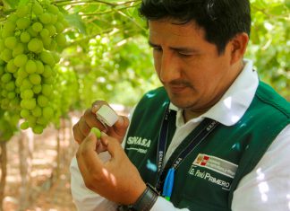 Doce lugares de producción en Áncash certificados para exportar uva