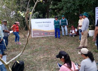 Ucayali: Fortalecen capacidades de técnicos en manejo integrado plagas de camu camu
