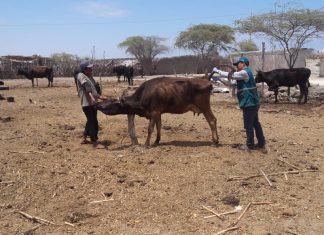 Piura: Muestreo serológico ratifica ausencia de fiebre aftosa