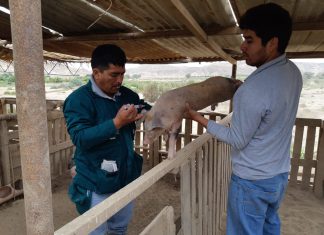 Más de 120 mil cerdos vacunados contra la peste porcina clásica en Piura