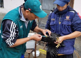 Más de 49 mil aves vacunadas contra enfermedad de Newcastle en Apurímac