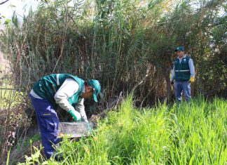 Senasa: No se reportan casos de plaga de roedores en cultivos de Cajamarca