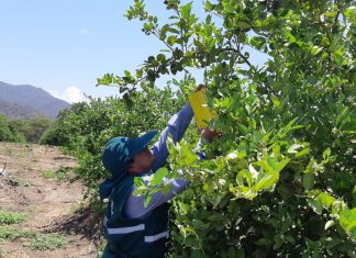 Piura será sede del Taller Binacional de integración preventiva contra el HLB