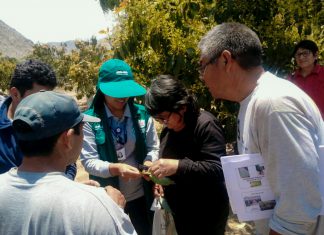 Productores de Colquioc aplican acciones sanitarias con la mente puesta en exportar de palta