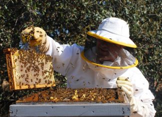 Senasa colecta muestras para descarte de enfermedades apícolas en Puno