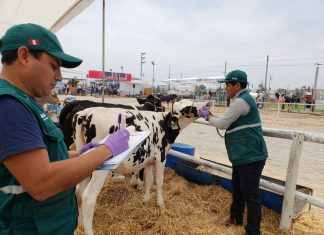 Senasa evaluó condición sanitaria de bovinos en VII Feria Nacional de Ganado Lechero