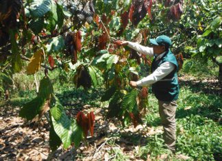 Senasa impulsa uso de controladores biológicos para control de plagas del cacao