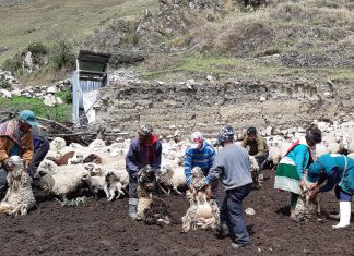 Productores de Uchuraccay y Santillana protegen a sus animales contra enfermedades prevalentes