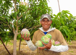 Más de 36 mil productores de Áncash se benefician con Programa de erradicación de mosca de la fruta