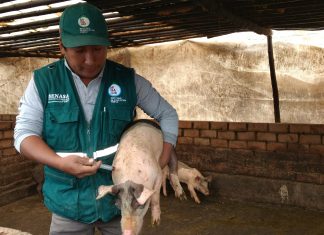Más de 63 mil cerdos fueron vacunados contra la Peste Porcina Clásica en Ica