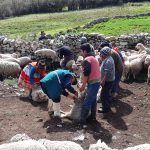 Productores de Uchuraccay y Santillana protegen a sus animales contra enfermedades prevalentes
