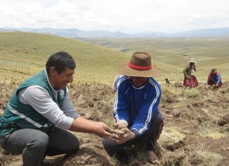Cusco: Productores de papa nativa inician aprendizaje para el manejo integrado de plagas
