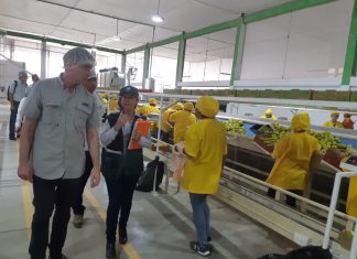 Piura: APHIS verifica tratamiento hidrotérmico para mango en plantas certificadas por Senasa