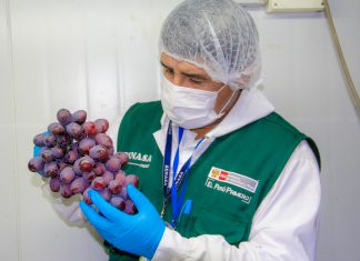 Campaña de exportación de uva arranca con expectativa en Áncash