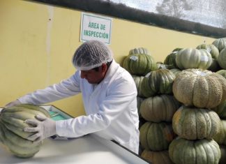 Tacna: Certificación de ochenta toneladas de zapallo para su exportación a Chile