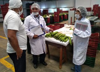 Ucayali: Inspección a establecimiento de procesamiento primario de plátano