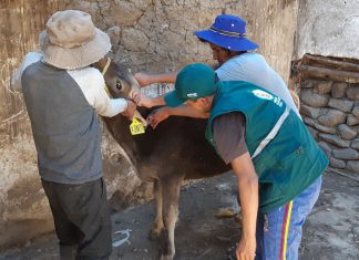 Senasa vacuna más de 43 mil bovinos contra el carbunco sintomático en Apurímac