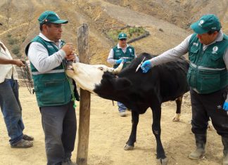 Senasa atiende a 552 animales en acción cívica en La Libertad