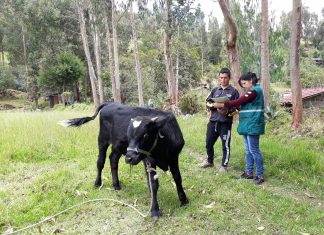 Colectan información para mejorar respuesta ante posibles brotes de enfermedades en Cajamarca